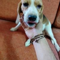 Beagle da compagnia