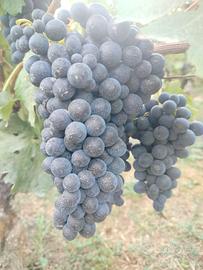 Uve Barbera e Nebbiolo
