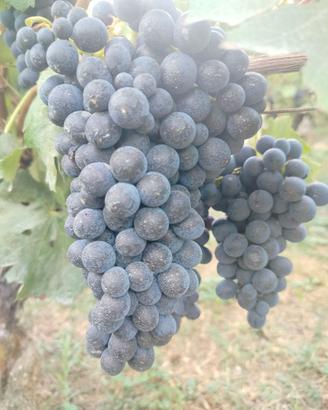Uve Barbera e Nebbiolo