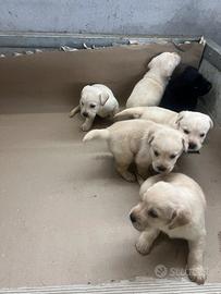 Labrador per Natale