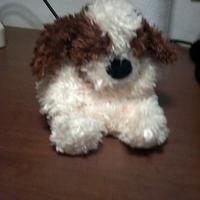 cane riccio  trudi bussi