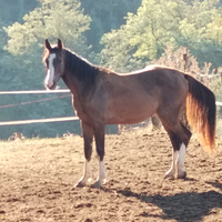 Cavallo