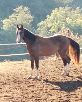 Cavallo