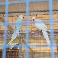 Parrocchetti dal collare