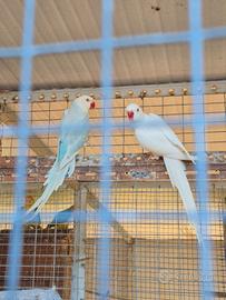 Parrocchetti dal collare