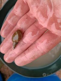Lymnaea stagnalis - Lumache d'acqua dolce