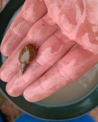Lymnaea stagnalis - Lumache d'acqua dolce