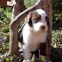 Wendy - Bearded Collie