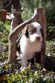 Wendy - Bearded Collie