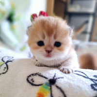 Scottish Fold e Straight campania