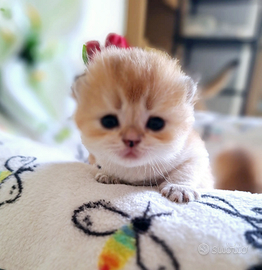 Scottish Fold e Straight campania