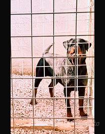 Fattrice Rottweiler per recupero spese