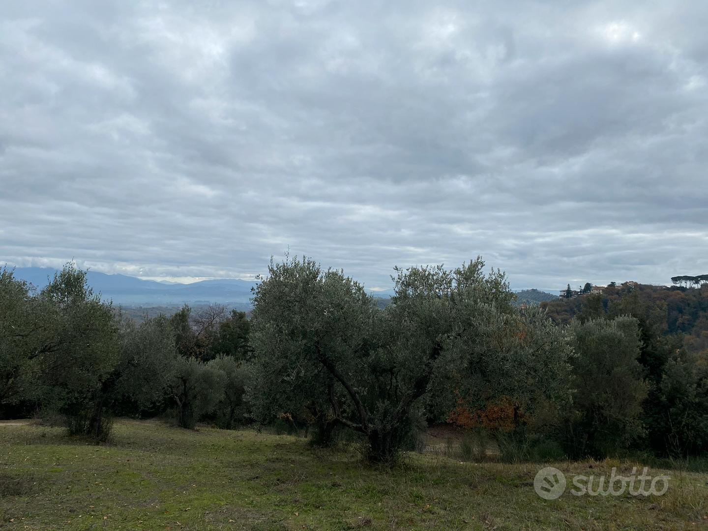 Terreno uliveto parco attrezzato - Altro
