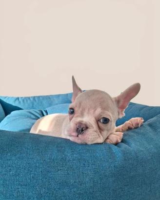 Bulldog francese