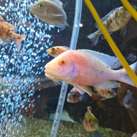 Ciclide malawi afulto