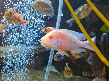 Ciclide malawi afulto