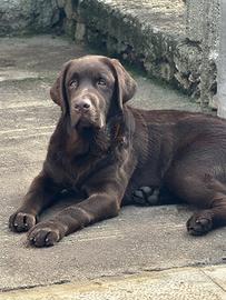 Labrador Chocolate con pedigree