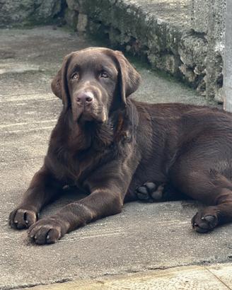 Labrador Chocolate con pedigree