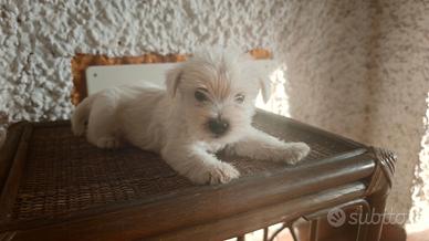 cucciolo west highland terrier
