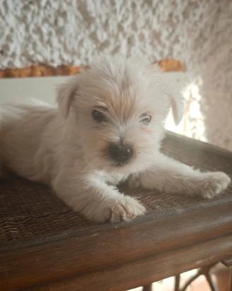 cucciolo west highland terrier