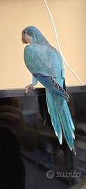 Parrocchetti monaci blu