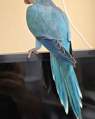 Parrocchetti monaci blu