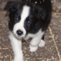 Border collie cucciolo maschio