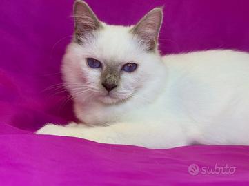 Gatto Sacro di Birmania Lilac Point Maschio