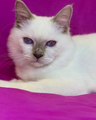 Gatto Sacro di Birmania Lilac Point Maschio