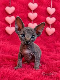 Sphynx Pedigree