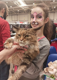 MAINE COON gattini nati e cresciuti in famiglia