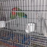 Coppia inseparabili per cove