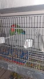 Coppia inseparabili per cove