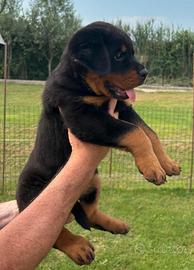Cucciola Rottweiler