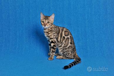Gatto Bangala Cucciola