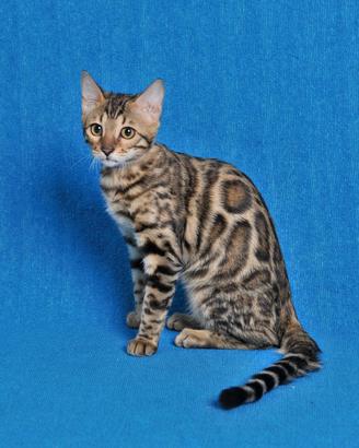 Gatto Bangala Cucciola