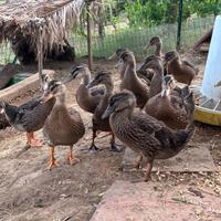 Anatroccoli di Germano Reale