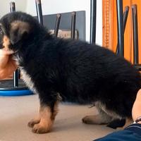 Cuccioli e cuccioloni di pastore tedesco