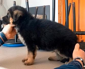 Cuccioli e cuccioloni di pastore tedesco