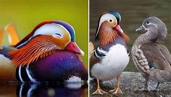 Anatra mandarina maschio