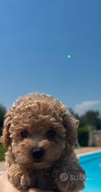 Maltipoo. Cuccioli mini toy di veri maltipoo