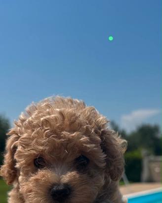 Maltipoo. Cuccioli mini toy di veri maltipoo