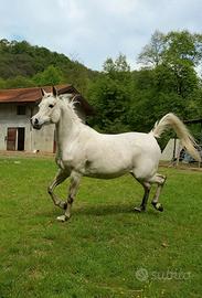 Cavalla araba