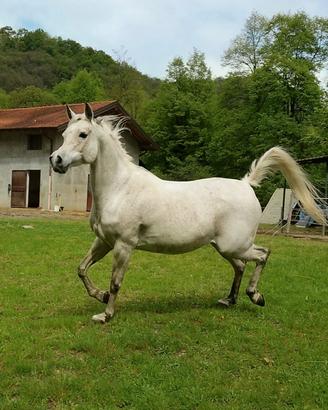 Cavalla araba