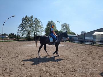 Puledra psa del 2022