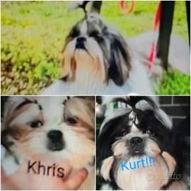 Shih Tzu 