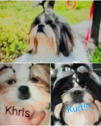 Shih Tzu 