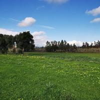 Terreno agricolo nel comune di Girasole.