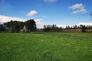 Terreno agricolo nel comune di Girasole.