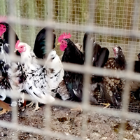 Galline Serama